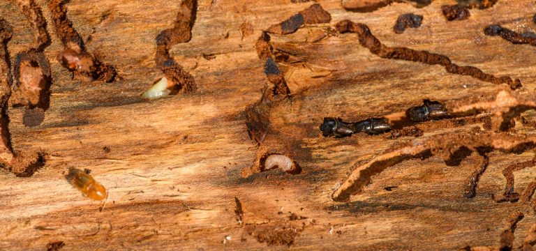 岡山の空き家、シロアリ・害虫・害獣被害の実態と予防策